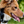 Load image into Gallery viewer, Trail Buddy Dog Collar
